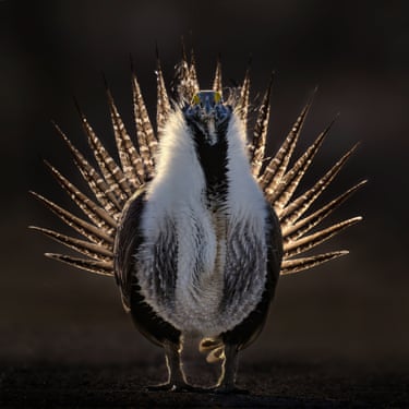 A male greater sage-grouse