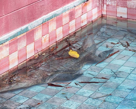 An alligator lurking in low water at the bottom of the pink-tiled swimming pool