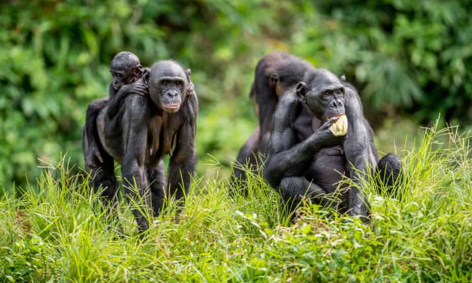 Simian questions … bonobos in central Africa.