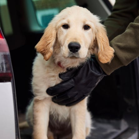 man in black gloves ‘stealing’ a labradoodle