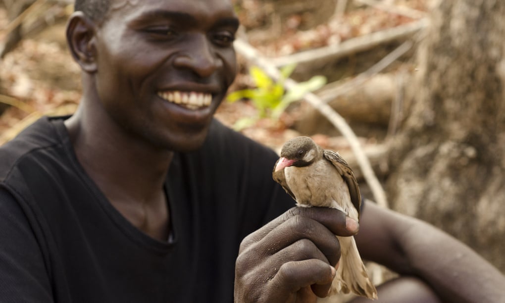 Yao honey-hunter Orlando Yassene holds a male greater honeyguide in the Niassa National Reserve, Mozambique. ‘Mutualism like this is quite rare in nature, mostly because natural selection .. is so readily drawn to those that cheat.’