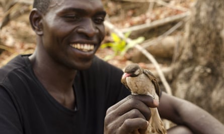 A honey hunter studies a greater honeyguide at the Niassa national reserve in Mozambique