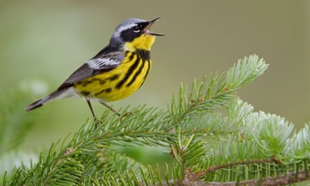 A magnolia warbler songbird sings on a spruce branch in Ontario, Canada