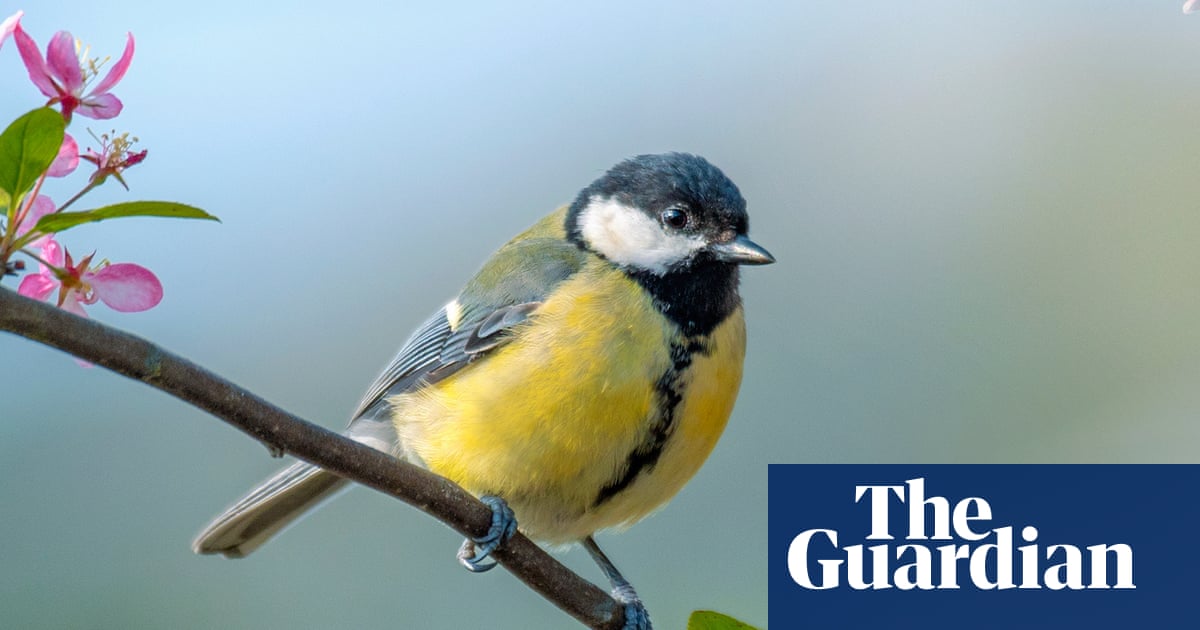 What Birds Don’t Migrate Tits: Surprising Facts Revealed