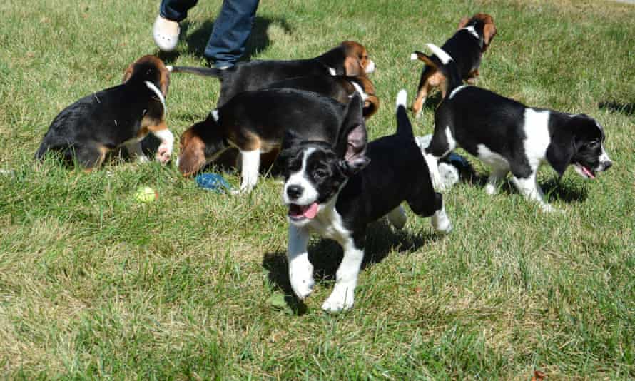 The seven puppies playing on grass