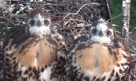 Anyone for Nestflix?: a pair of red-tailed hawks in their nest. Viewing figures for online nestcams are now sky high.