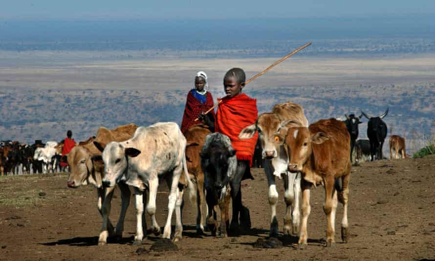 A boy in a red cloak herds some calves on a dusty patch of soil with a vast stretch of savannah seen behind him 