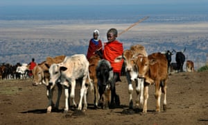 Young Maasai herders with their cattle in Tanzania.