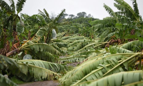 Toppled banana trees at a plantation after Hurricane Grace slammed into the coast with torrential rains, in Costa Esmeralda, near Tecolutla, Mexico, in August.