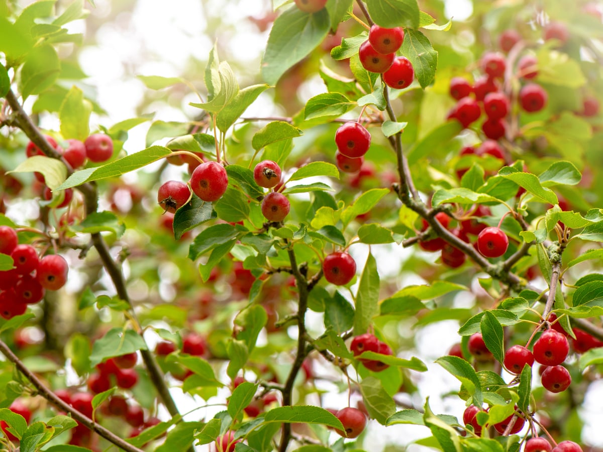 How to grow crab apple trees   Gardening advice   The Guardian