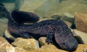 Chinese giant salamander (Andrias davidianus) China, captive. Critically endangered.F45GJD Chinese giant salamander (Andrias davidianus) China, captive. Critically endangered.