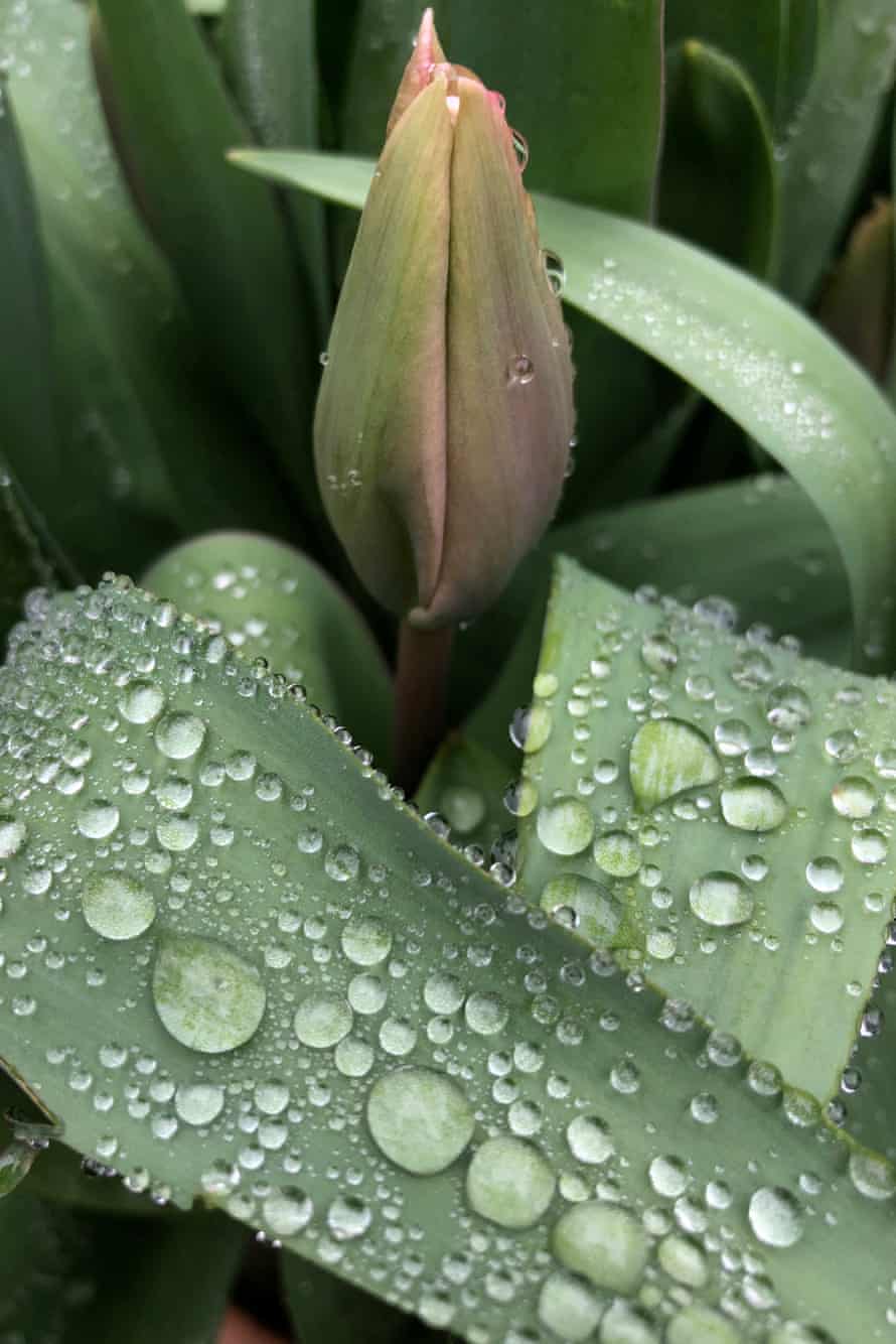 A view after rain of the tulip variety Christmas Dream, 19 March