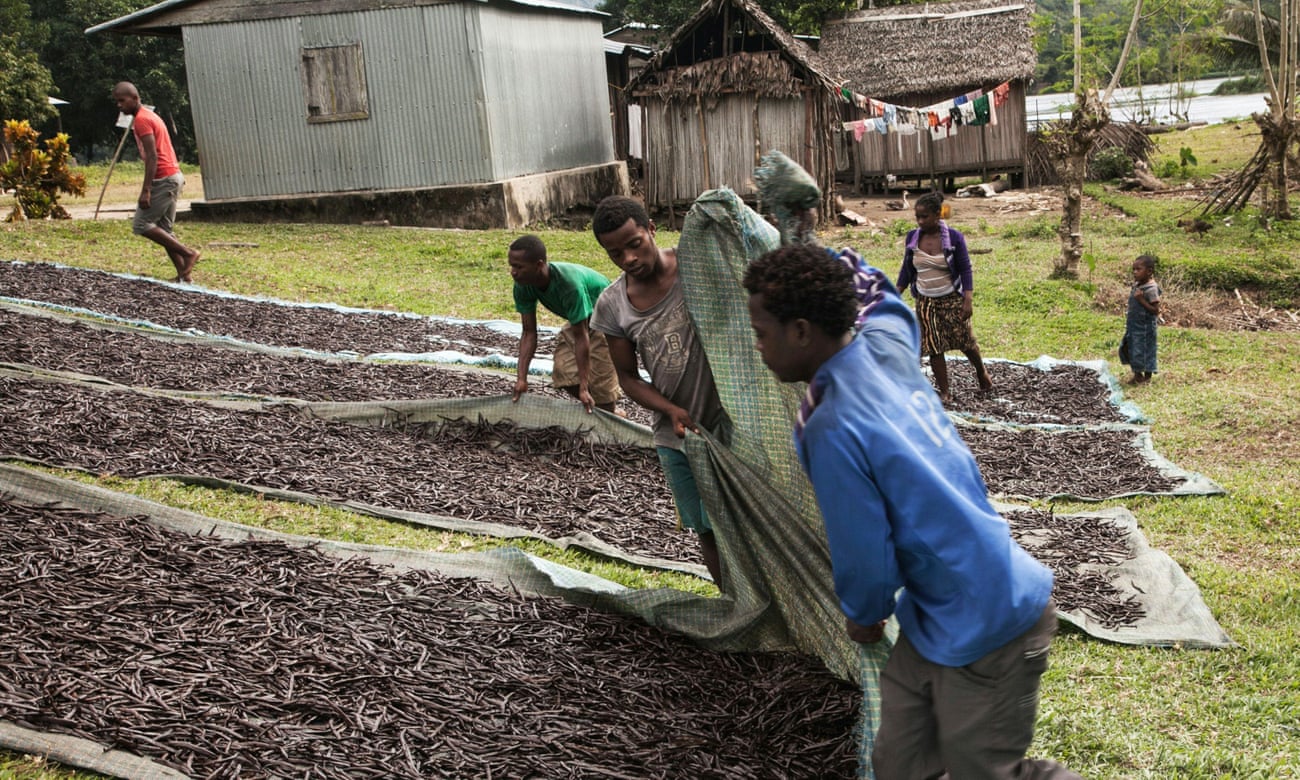 Workers in northern Madagascar spread out vanilla to be dried in the sun