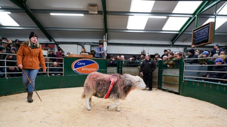 Jessica Harrison’s champion ewe at auction