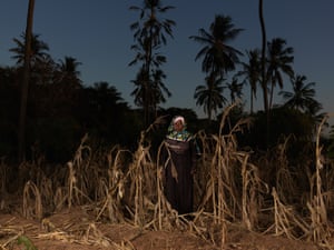 A woman stands in the dusk amid shrivelled crops
