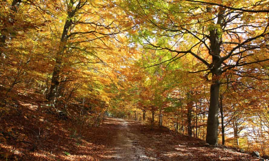 La réserve du Monte di Mezzo en automne
