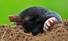 UK wildlife enjoys humans' lockdown but concerns raised over conservation