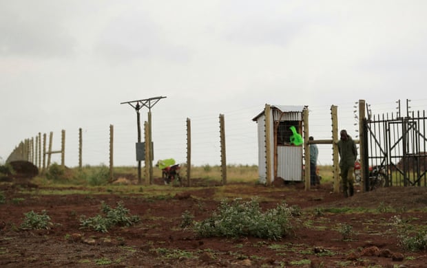 One of the fenced-off farms in the Amboseli ecosystem. Maasai landowners are leasing their plots to the farms for guaranteed income. Photograph: Thomas Mukoya/Reuters