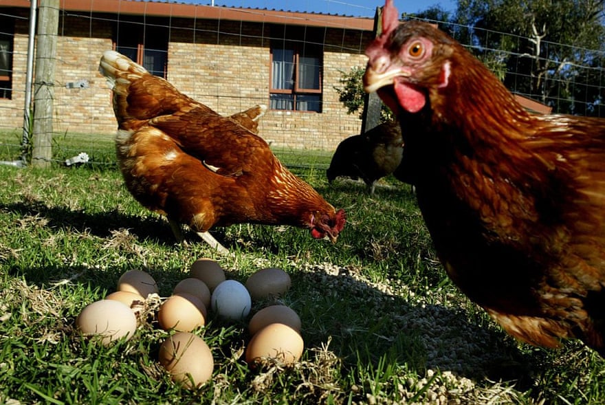 Generic picture of chickens and eggs. chooks. Photo taken 30th March 2004. SMH FEATURES. Photo by photograph by EDWINA PICKLES. (Photo by Fairfax Media/Fairfax Media via Getty Images)
