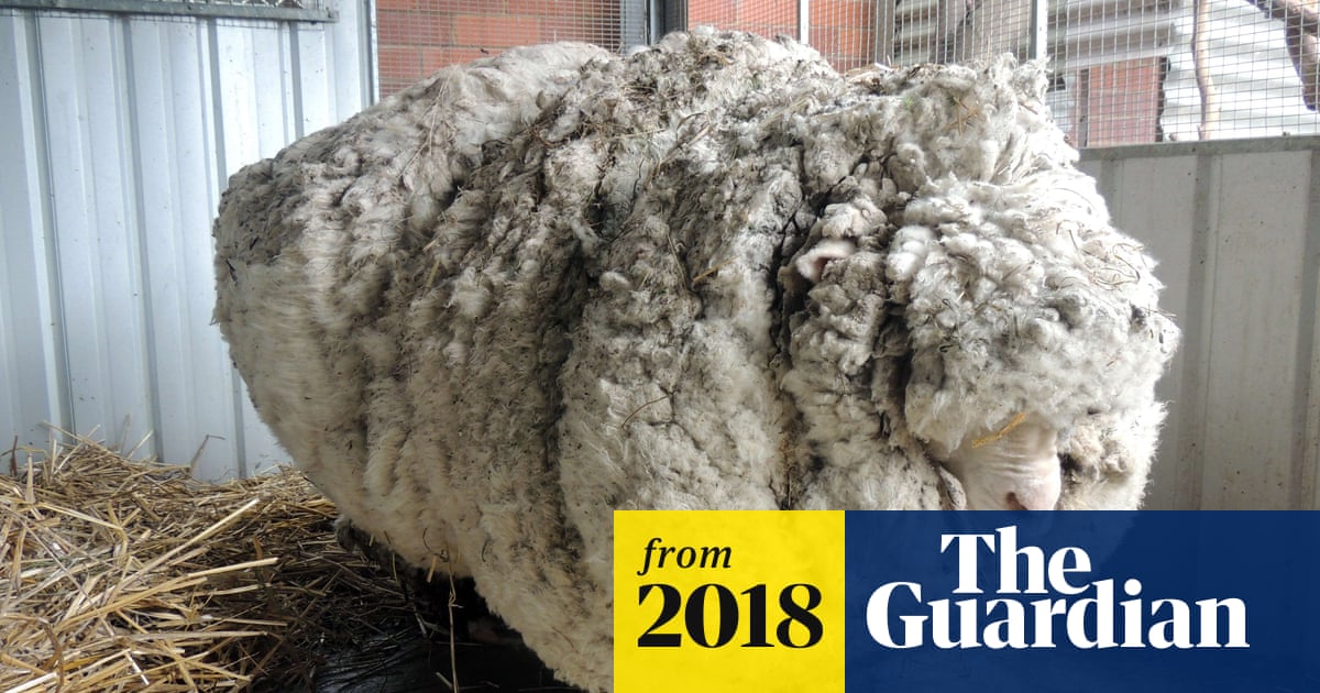 Do Sheep Like Being Sheared? Discover the Surprising Truth