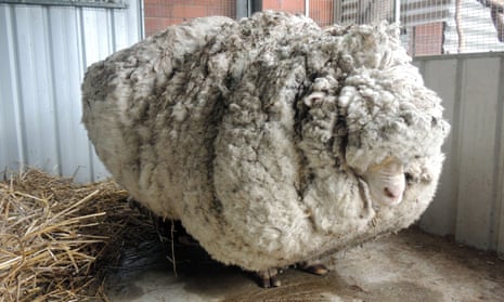 It is more cruel not to shear sheep | Letters | The Guardian
