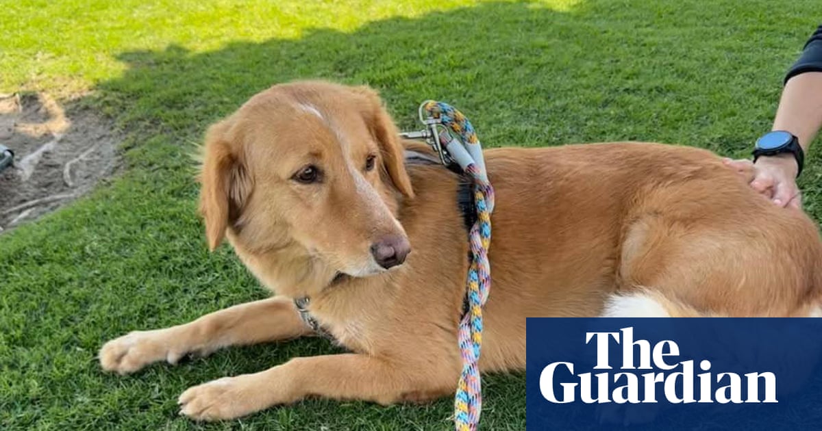 What a girl!' Lost dog returns after swimming to island on 100-mile journey