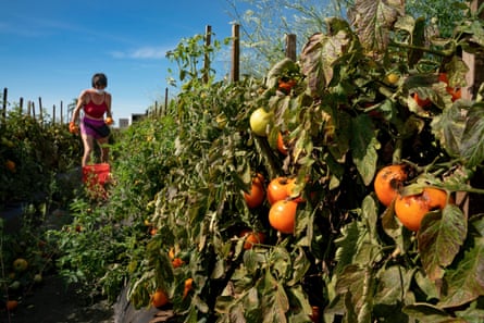 Marsha Turner helps glean a tomato field in Boynton Beach, Florida, in April 2020.