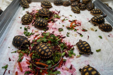 Tortoises
