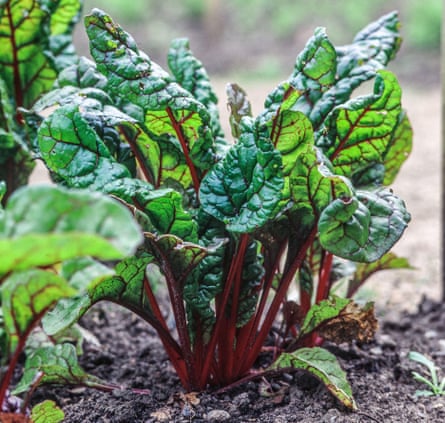 Rhubarb chard
