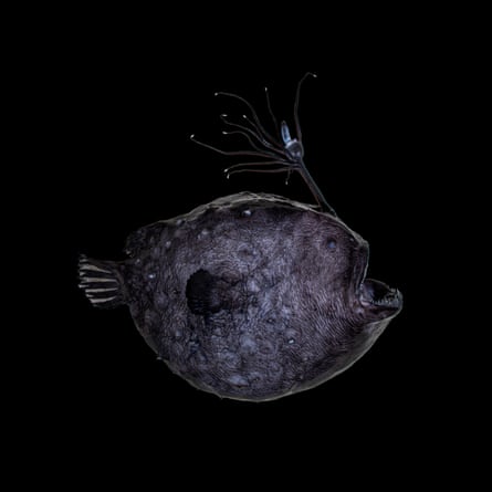 footballfish swimming on dark background
