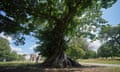 A 360-year-old sweet chestnut tree in Greenwich Park in London, shortlisted in the Woodland Trust's tree of the year competition.