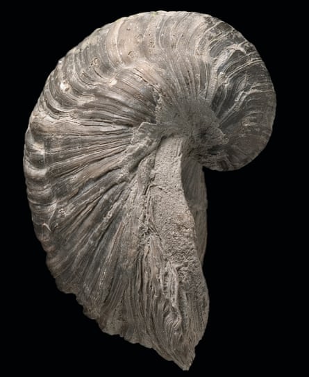 Commonly known as Devil’s toenail, the 7 cm long Gryphaea is a bivalve related to the oyster. It is one of the most common fossils found in the British Jurassic.