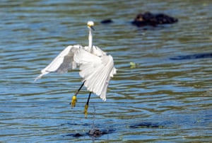 Quase: Um jacaré faz uma tentativa frustrada de capturar uma garça-branca-pequena perto de Naples, Flórida