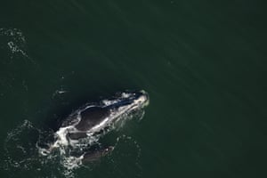 An injured right whale calf swims alongside its mother about 8 miles off the coast of Georgia, US