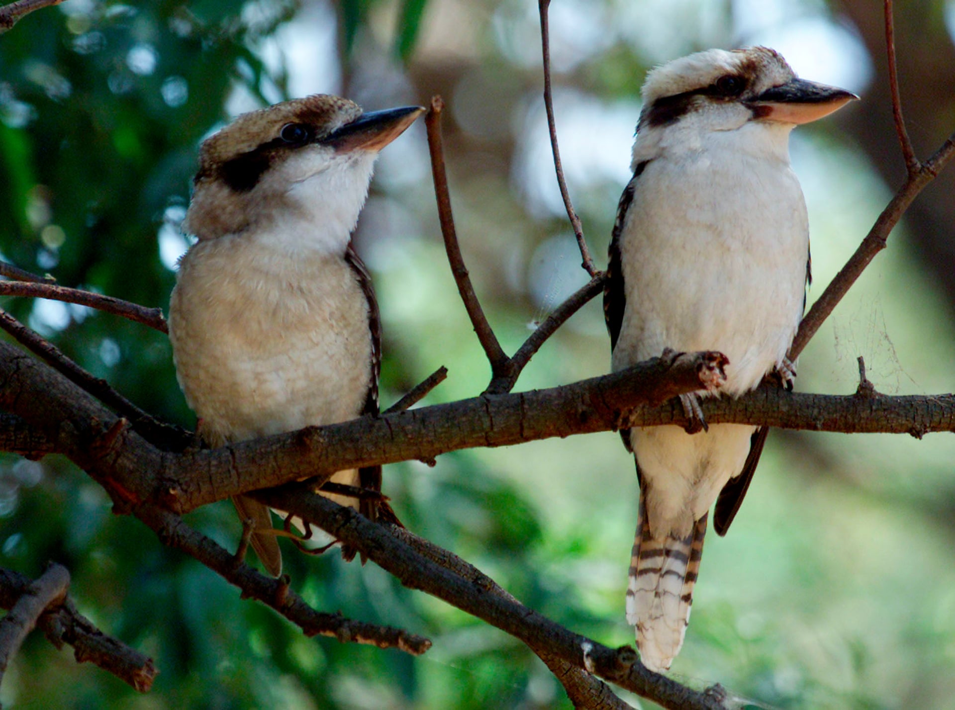 Man who tore head off kookaburra in Perth pub fined $2,500 2000