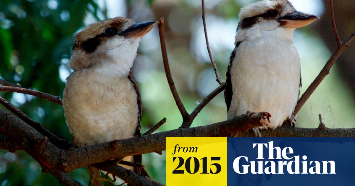 Kookaburra And Magpie Among Australian Birds In Decline Says