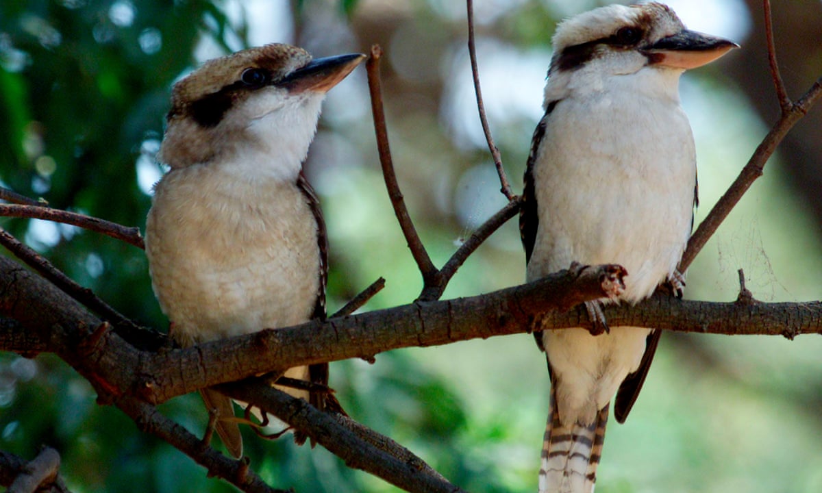 Man Who Tore Head Off Kookaburra In Perth Pub Fined 2 500 Western Australia The Guardian
