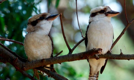 The laughing kookaburra assumes it has your vote for bird of the year – video