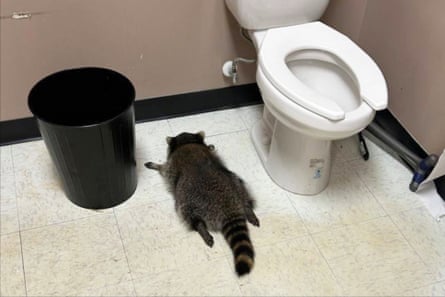 A drunk raccoon passed out by a toilet in a liquor store in Virginia, the raccoon had broken in, smashed bottles and drank the alcohol