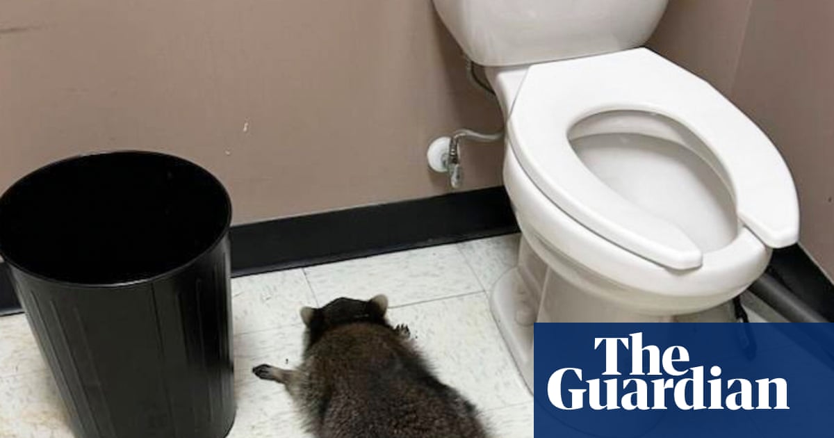 Drunk raccoon found passed out in Virginia liquor store