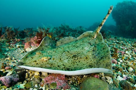 A green flat fish seen swimming long the seabed