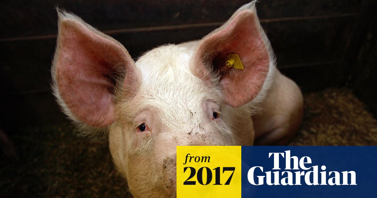 Firefighters eat sausages made of piglets they saved from blaze