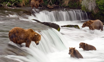 Grizzly bears fishing in Katmai national park.