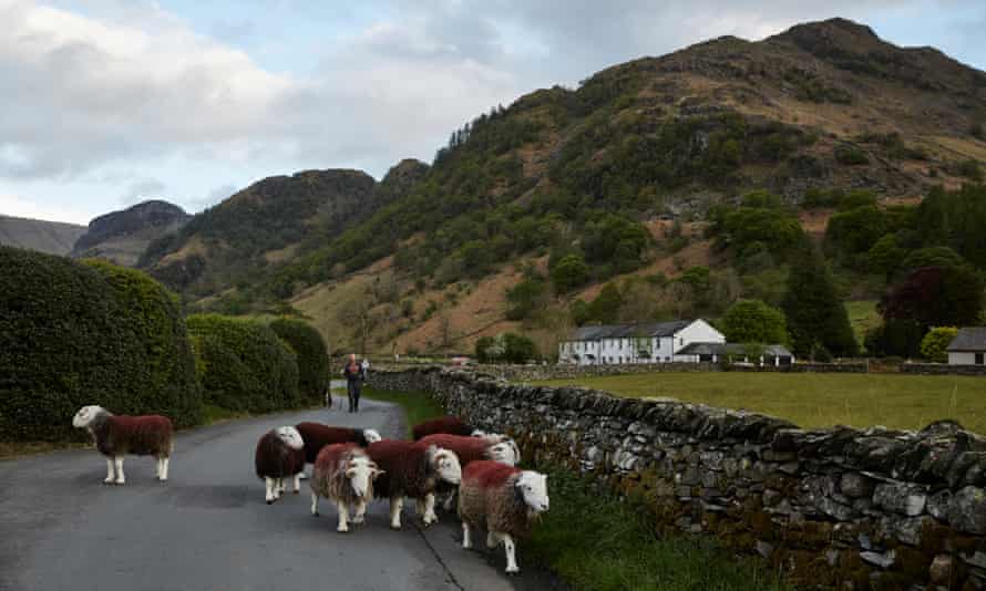 A flock of Herdwick sheep on a road