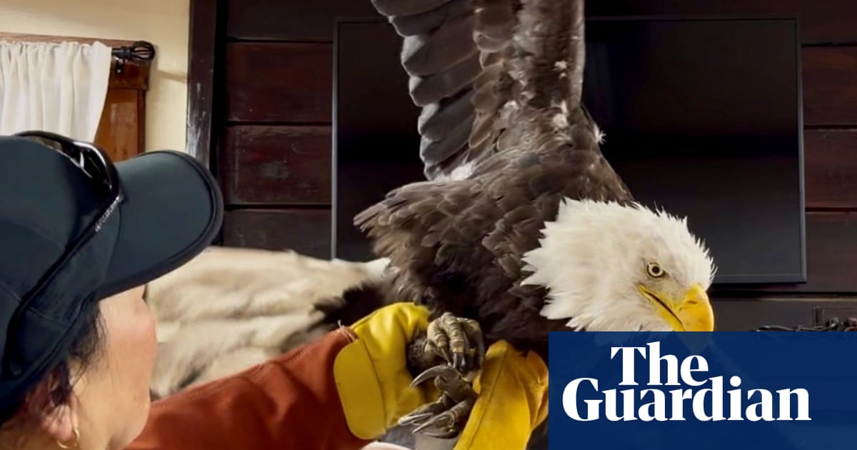 ‘Awed by nature’: fans mourn California’s beloved Jackie the bald eagle, whose legacy soars on