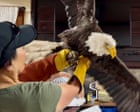 ‘Awed by nature’: fans mourn California’s beloved Jackie the bald eagle, whose legacy soars on