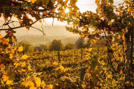 A frame through the vineyards of Piedmont with the setting son illuminating the scene in soft golden light.