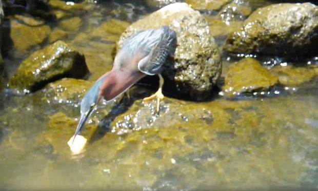 a green heron using a piece of bread as bait