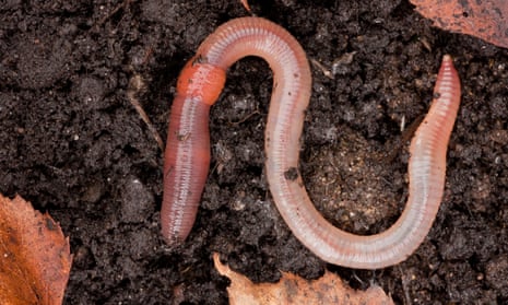 An earthworm on soil