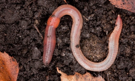Earthworm in soil